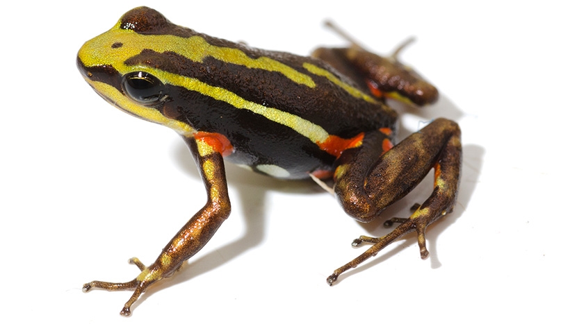Лягушка вида Epipedobates tricolor, которая также травит своих врагов эпибатидином.