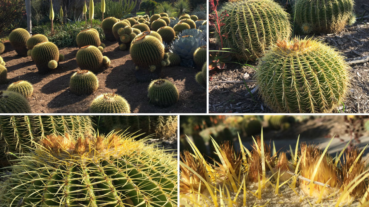 Находящийся под угрозой исчезновения кактус вида Echinocactus grusonii является эндемиком Центральной Мексики. Его колючки столь же крепкие, как дерево или бамбук.