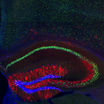 Красным флуоресцентным красителем выделены клетки гиппокампа мозга мыши, в которых хранятся соответствующие воспоминания грызуна