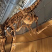Гиганторапотр, один из овирапторозавров, вырастал до 8 метров в длину и весил несколько тонн 
