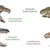 Реконструкция вымерших Crocodyliformes. Различия в форме зубов связаны с различиями в рационе.