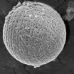 Микрофотография железного микрометеорита, упавшего 2,7 миллиарда лет назад.