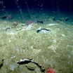 В глубинах океана обнаружен постоянно мутирующий вирус-экстремофил
