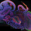 Культивированы искусственные ткани мозга из стволовых клеток