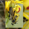 Хитрый цветок ловит мух-нахлебников на запах умирающих пчёл