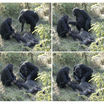 Погребальный обряд: шимпанзе ухаживают за мёртвыми сородичами