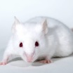 Испытания новой терапии на мышах дали обнадёживающие результаты.