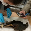 Учёные выяснили, откуда египтяне брали птиц для мумификации.