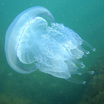 Разработка биосовместимого материала на основе коллагена медуз