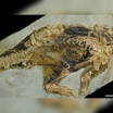 Местоположение клоаки в окаменелых останках пситтакозавра.