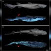 Расположение светоизлучающих клеток на теле чёрной акулы. (А) вид сбоку, (В) вид сверху.