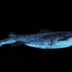 Биологи впервые задокументировали свечение чёрной акулы.