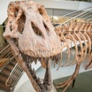 В руки учёных попали останки примерно одной особи тираннозавра на 80 миллионов.