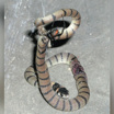 Молодая сетчатая коричневая змея, убитая австралийской вдовой (вид Latrodectus hasselti).