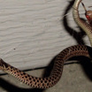 Молодая подвязочная змея в паутине коричневой вдовы (вид Latrodectus geometricus).