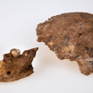 Фрагменты костей, обнаруженные археологами.