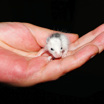 Этот эмбрион не способен развиться в полноценную живую мышь, как на фото. И всё же это самая сложная животная модель, полностью созданная из стволовых клеток.