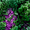 Опасный "омикрон": что известно о новом штамме коронавируса