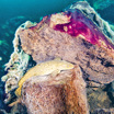 Рыба-налим отдыхает на камнях, покрытых пурпурными и белыми микробными матами, внутри карстовой воронки Мидл-Айленд озера Гурон.