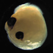 Около 72 процентов органоидов мозга образовали зрительные пузырьки – выступающие из переднего мозга эмбриона мешочки, из которых впоследствии развиваются глаза.