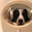 Собаки были специально обучены неподвижно лежать в аппарате МРТ.