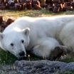 Белого медведя спасли от банки со сгущенкой