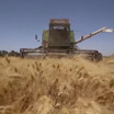 Меморандум об экспорте украинского зерна – в центре внимания мировой прессы