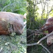 В Новосибирской области медведь напал на стадо коров и страшным ударом убил одну из них