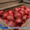 Аграрии Кабардино-Балкарии завершили сбор урожая яблок