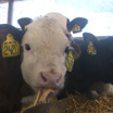 На молочной ферме в Волгоградской области планируют развивать мясное направление