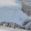 Детёныши императорского пингвина под присмотром "воспитателей".
