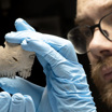 Археолог MOLA Майкл Маршалл держит в руках костяной гребень.