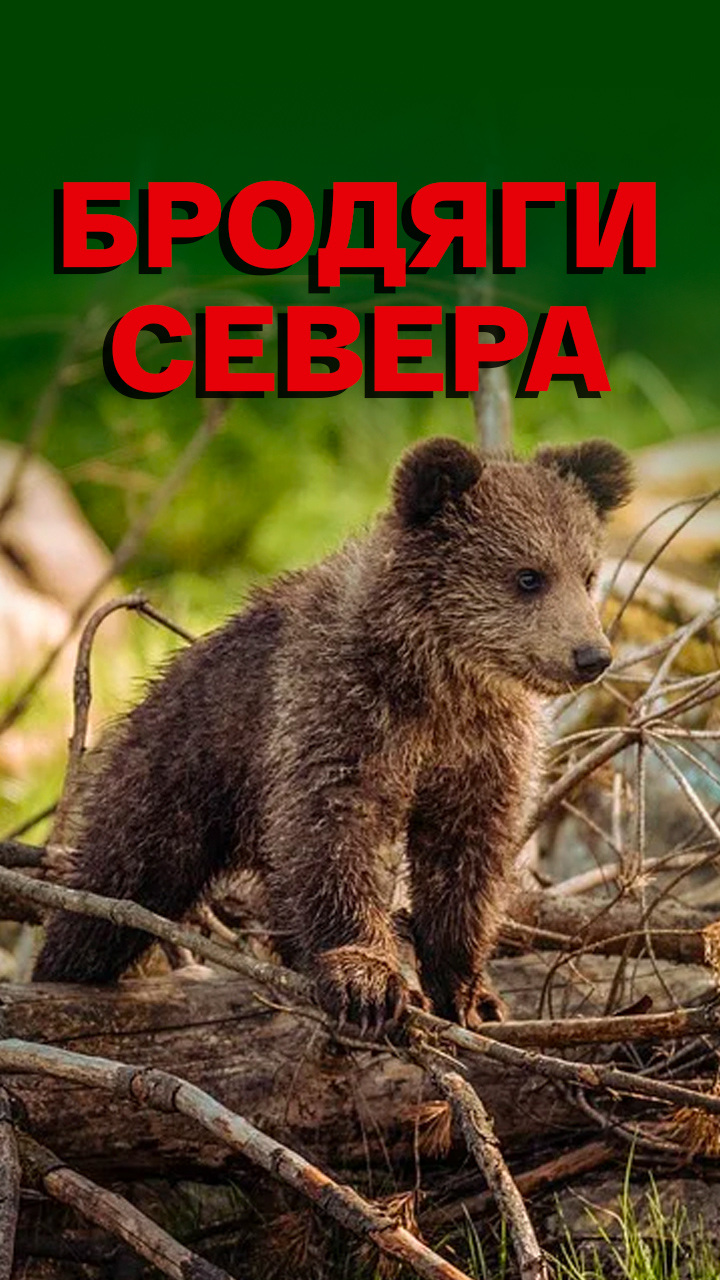 Бродяги Севера