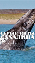 Серые киты Сахалина