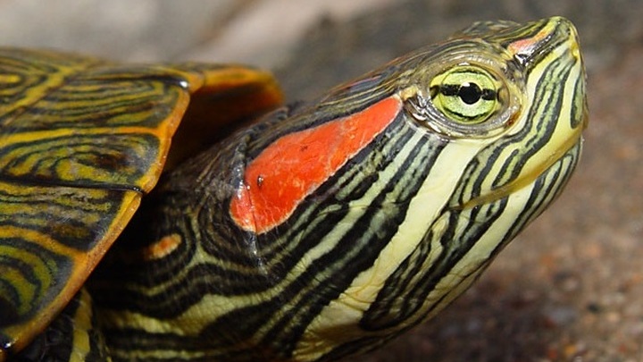 Красноухая черепаха (Trachemys scripta).