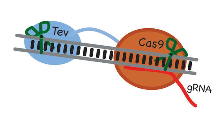 Новый фермент TevCas9 сможет надрезать ДНК в двум местах одновременно.
