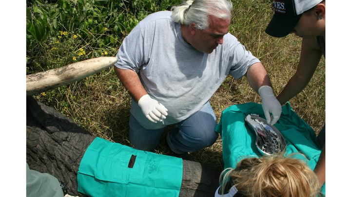 Пол Магнер с участницей исследования √ одной из слоних-матриархов.