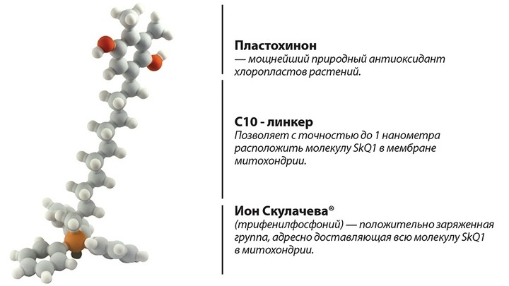 SkQ1 уменьшает количество свободных радикалов и активных форм кислорода в митохондриях и спасает клетки от запрограммированной гибели.