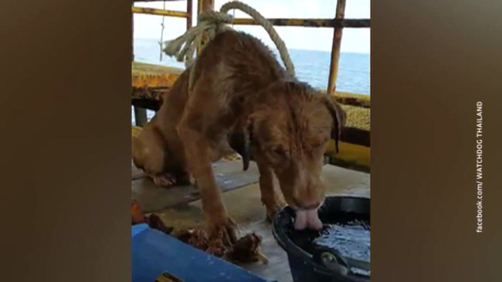 В Таиланде спасли пса, который уплыл на 217 километров от берега