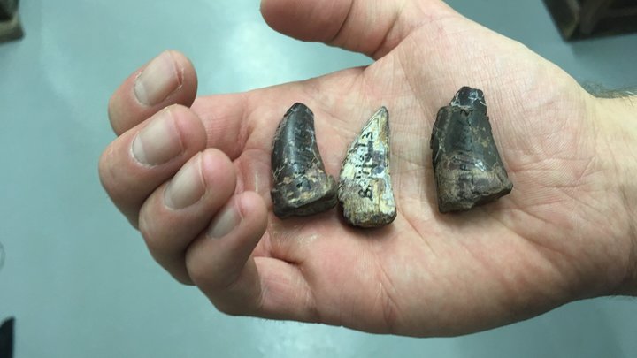  Десятиметровые "крокодилы" убивали динозавров 210 миллионов лет назад 