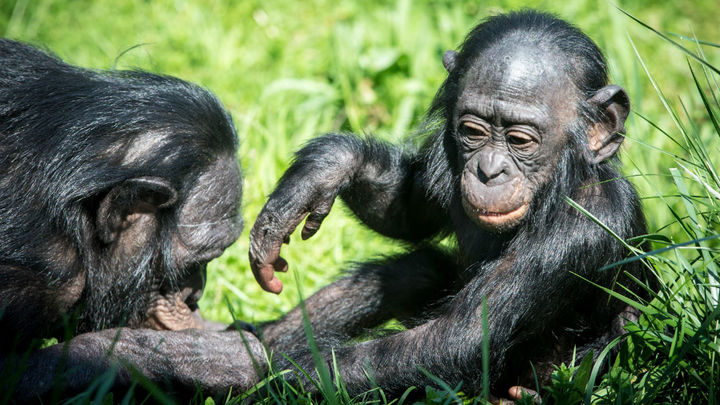 Биологи наблюдали акушерство у обезьян бонобо