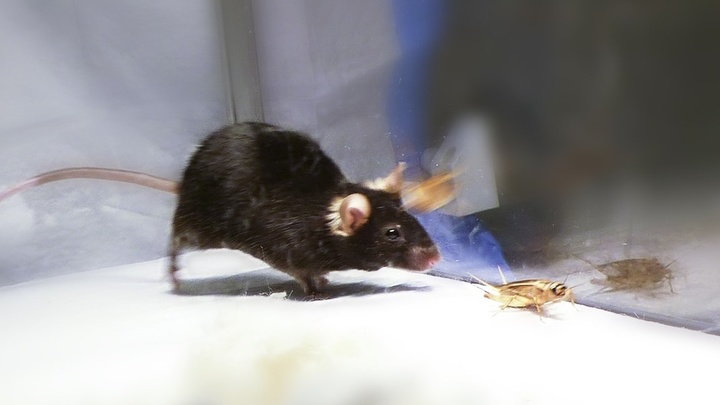 Лазер превратил обыкновенных мышей в безжалостных убийц