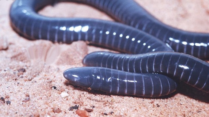 Южноамериканская червяга раскрыла учёным секрет лечения цирроза печени