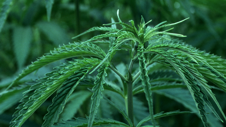 в оренбурге выращивали марихуану