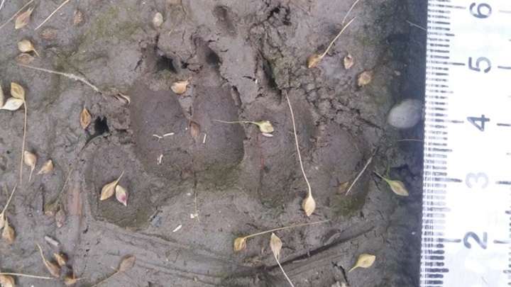На Кубани обнаружили следы редкого зверя
