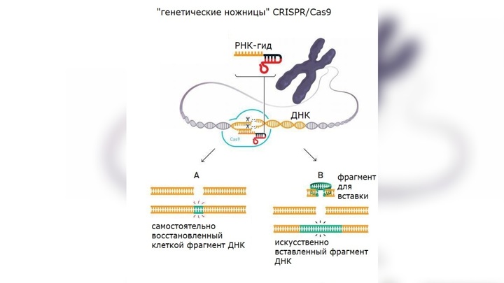 Хроника генной модификации. Генетические ножницы CRISPR/cas9. Молекулярные ножницы CRISPR/cas9. Схема редактирования генома с CRISPR-cas9. Технология редактирования генома CRISPR/cas9.