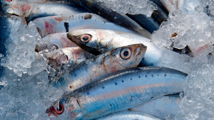 Турция запретила рыбную ловлю по ночам в части акватории Черного моря