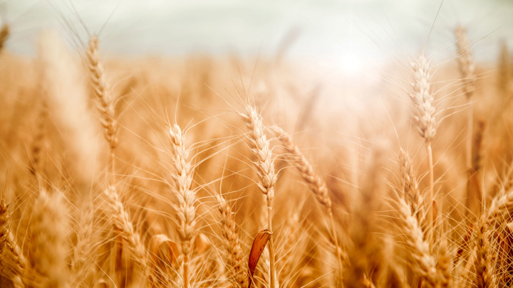 Россия увеличит экспорт пшеницы