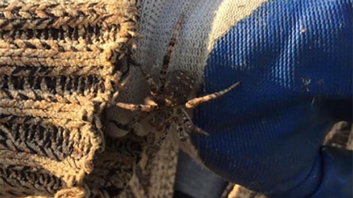 В Татарстане нашли редкого ядовитого тарантула