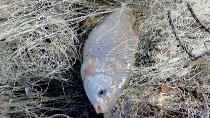 Браконьеры из Кандалакши незаконно выловили почти 30 экземпляров лосося